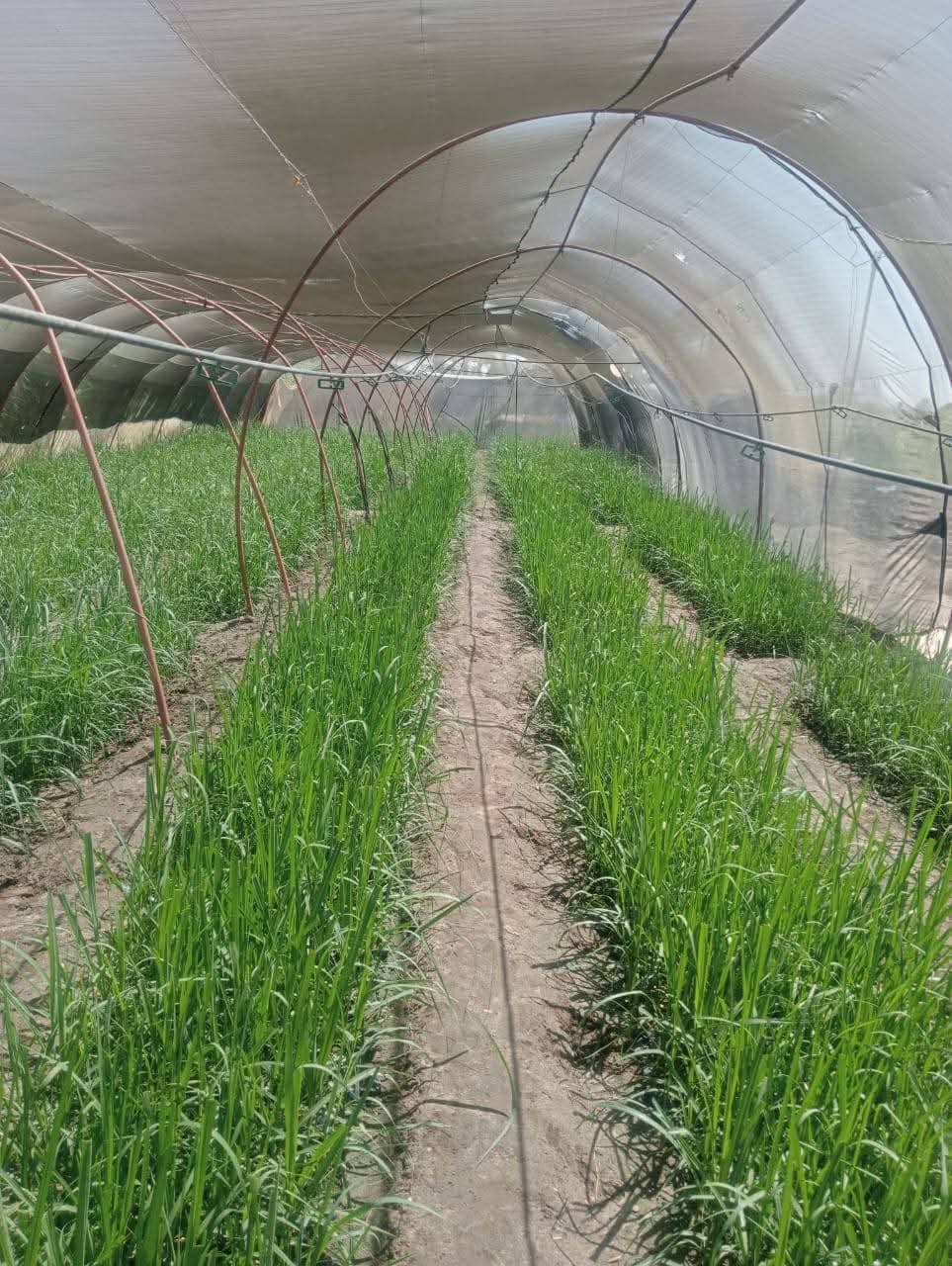 حصاد زراعة الأقصر