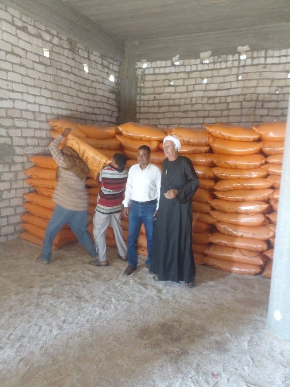 حصاد زراعة الأقصر