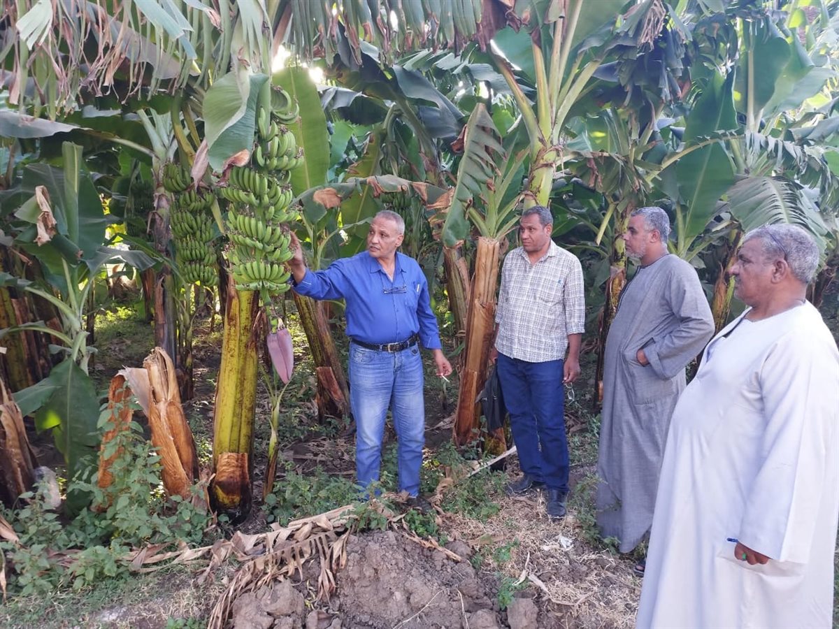 حصاد زراعة الأقصر