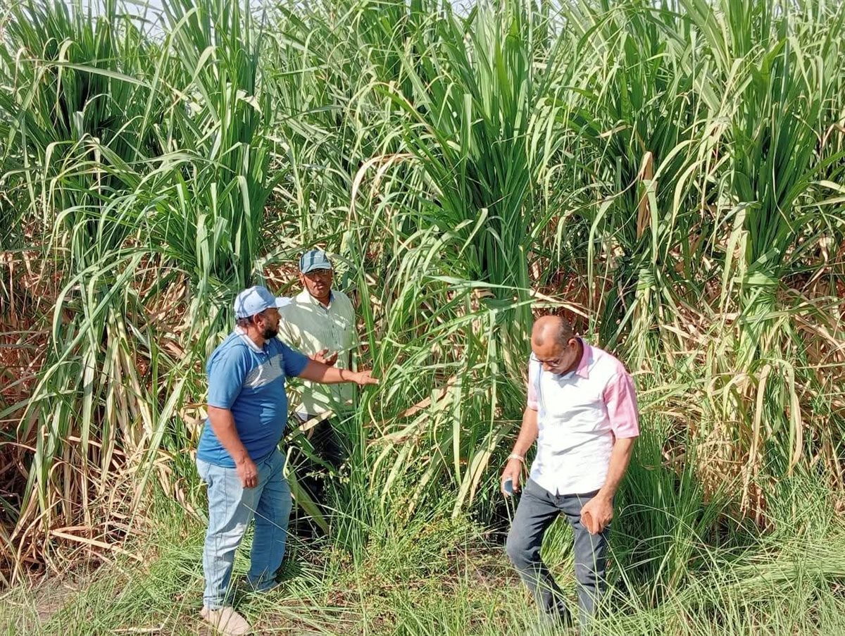 حصاد زراعة الأقصر