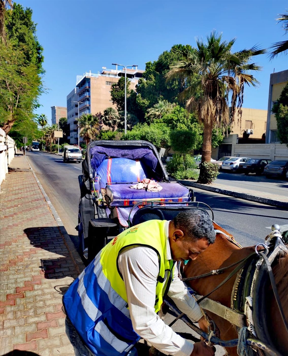 حملات على عربات الحنطور المخالفة بالأقصر