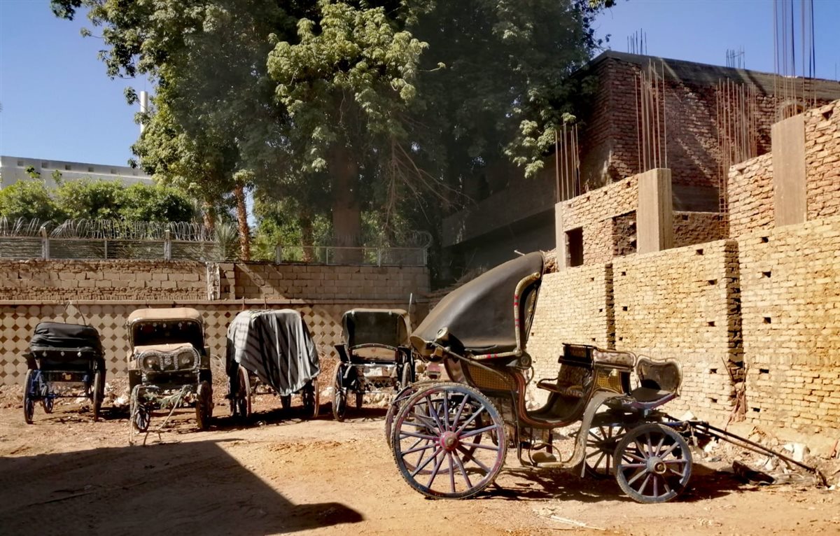 حملات على عربات الحنطور المخالفة بالأقصر