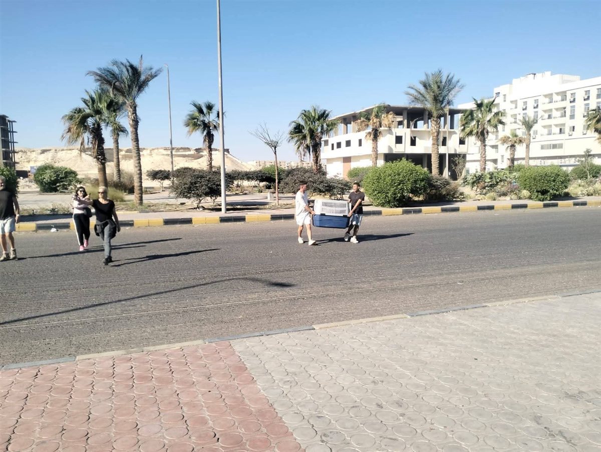 حملة لإجراء عمليات تعقيم للكلاب الضالة بالغردقة 