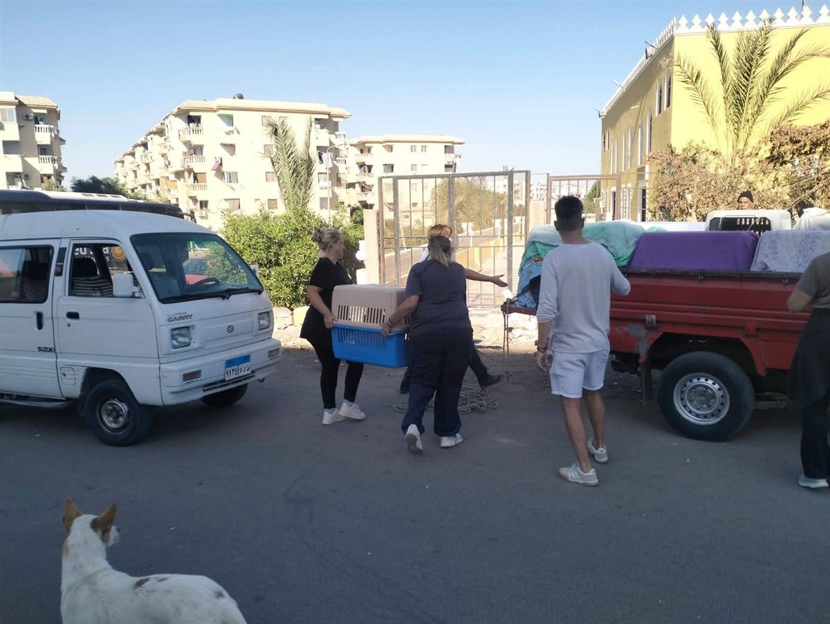 حملة لإجراء عمليات تعقيم للكلاب الضالة بالغردقة 