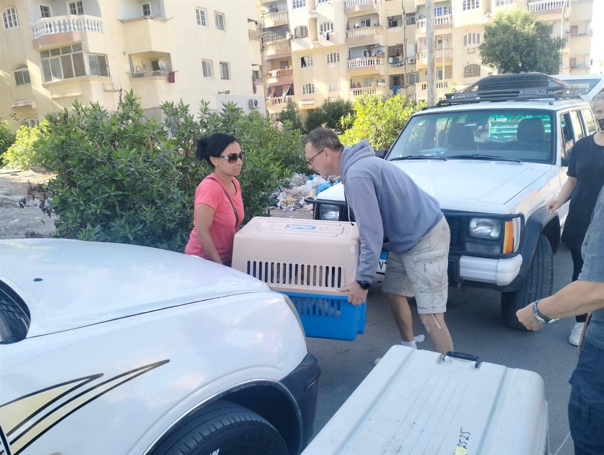 حملة لإجراء عمليات تعقيم للكلاب الضالة بالغردقة 