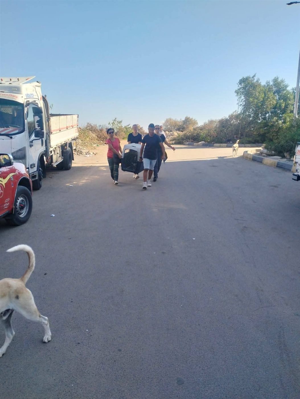 حملة لإجراء عمليات تعقيم للكلاب الضالة بالغردقة 