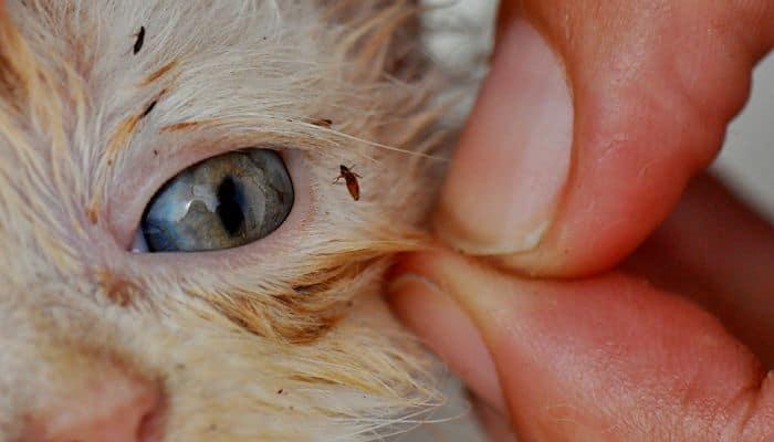 كيفية التخلص من البراغيث في القطط