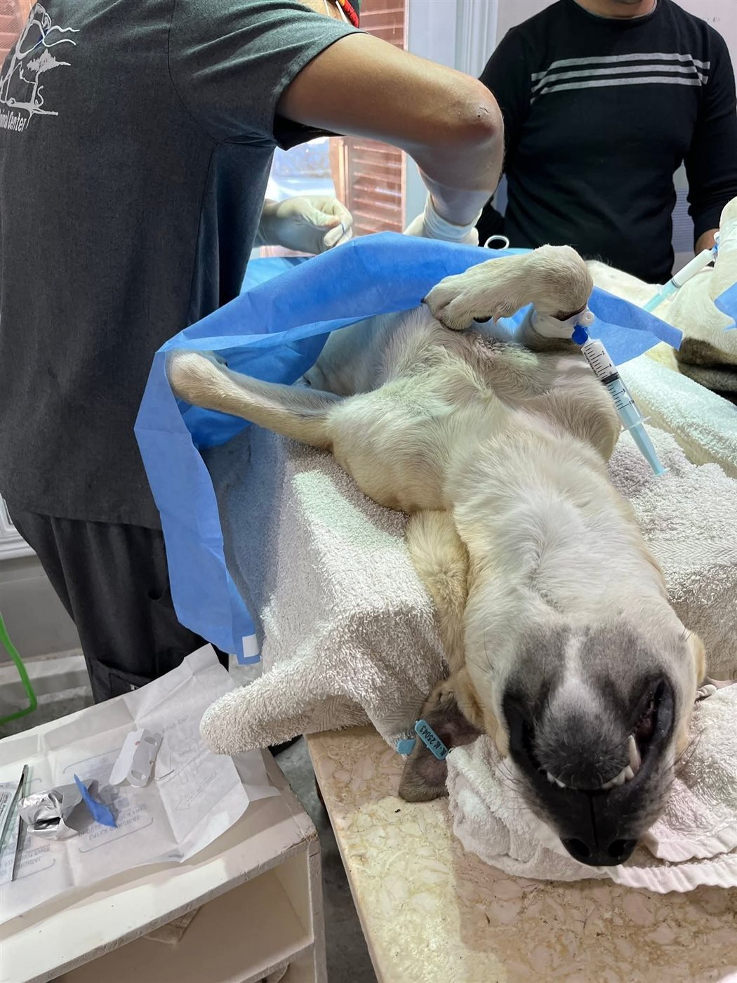 عمليات تعقيم للكلاب الضالة بالغردقة