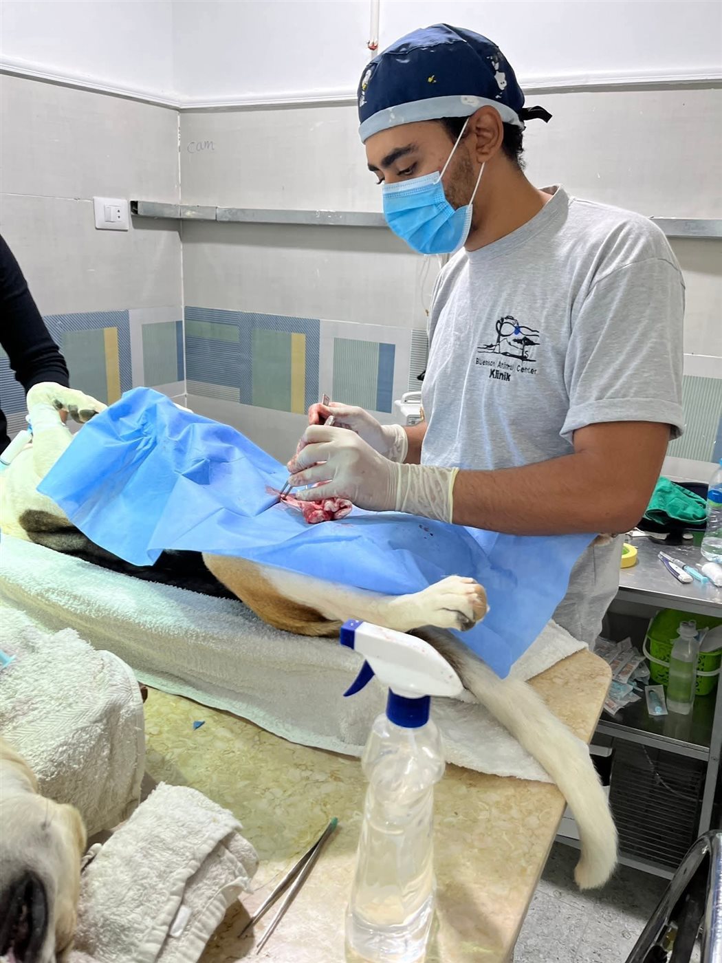 عمليات تعقيم للكلاب الضالة بالغردقة