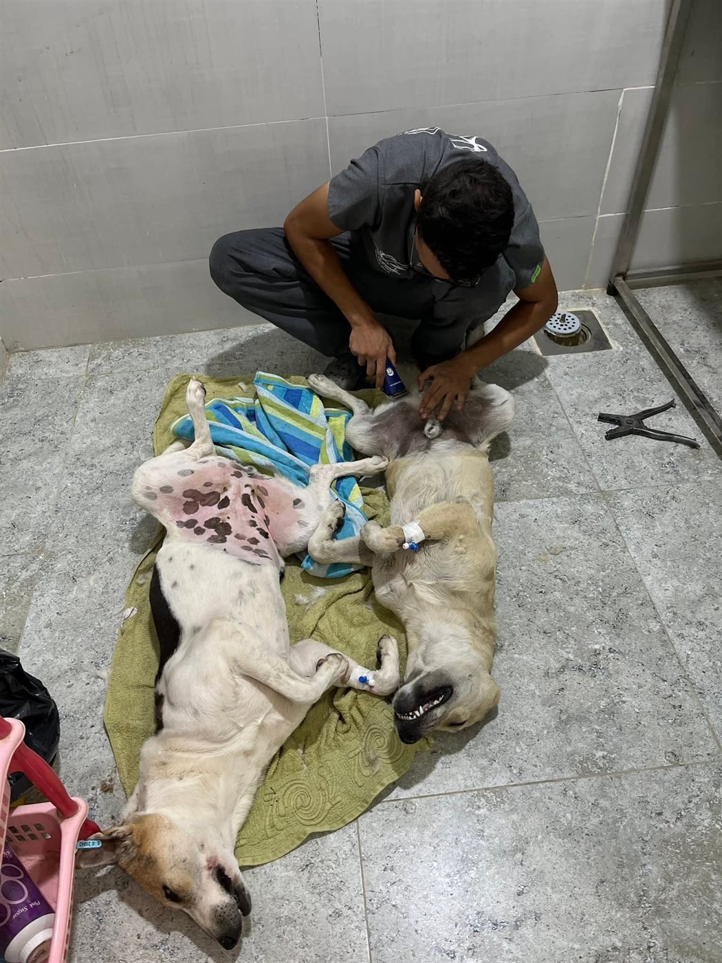 عمليات تعقيم للكلاب الضالة بالغردقة