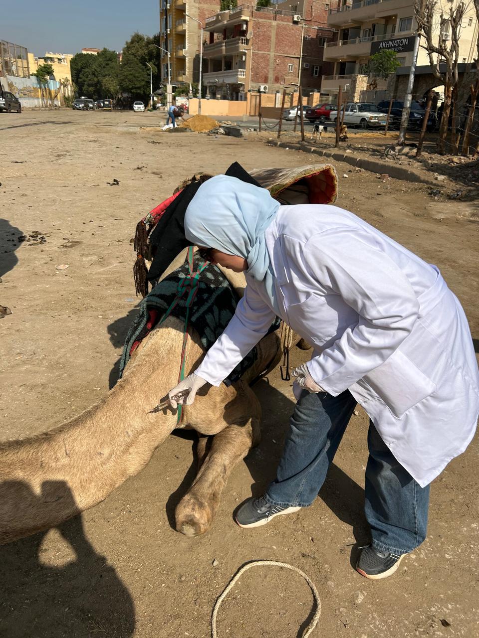 محافظة الجيزة تطلق قوافل بيطرية مجانية لرعاية الخيول والجمال بالمنطقة الأثرية بالأهرامات