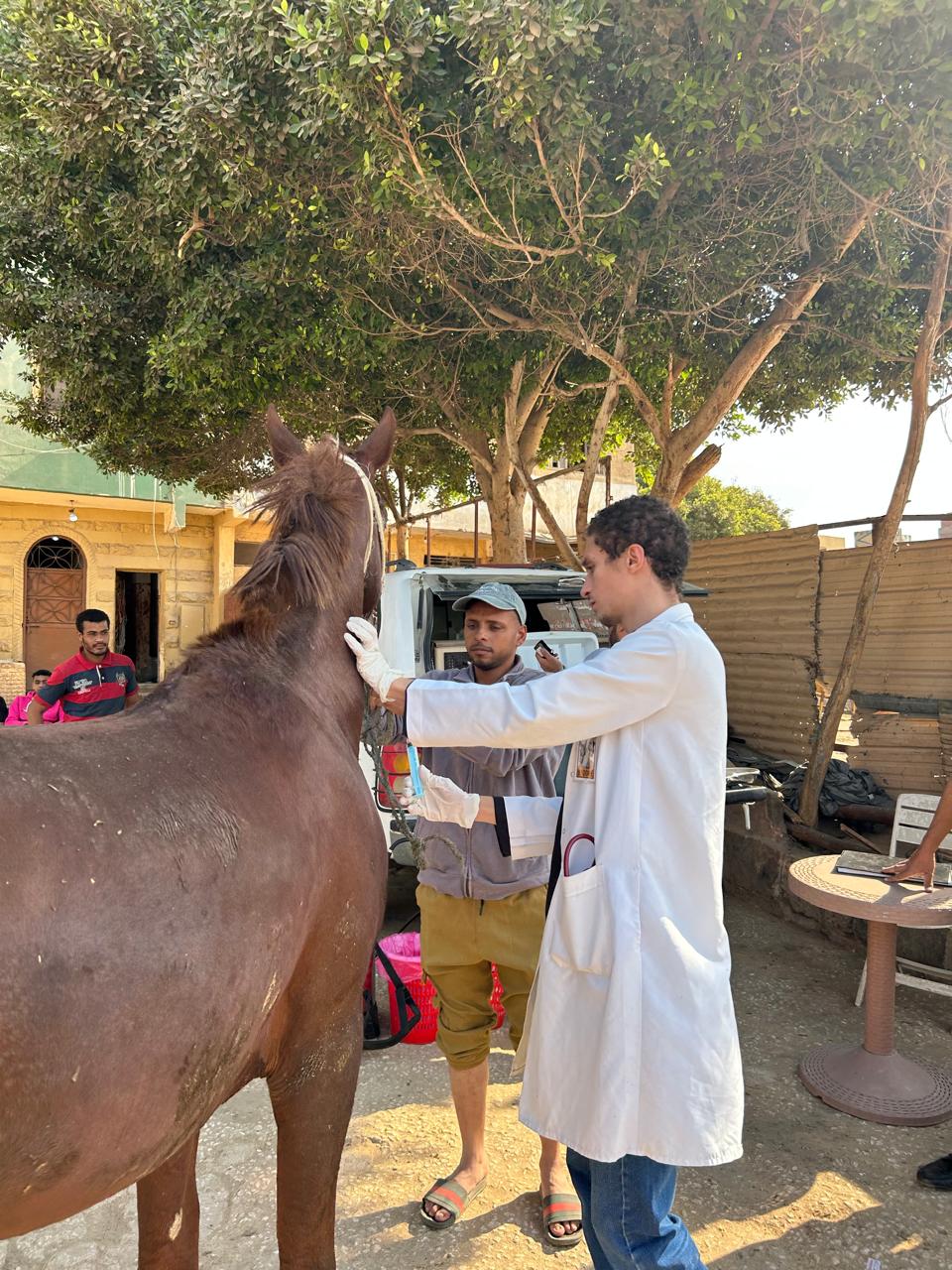 محافظة الجيزة تطلق قوافل بيطرية مجانية لرعاية الخيول والجمال بالمنطقة الأثرية بالأهرامات