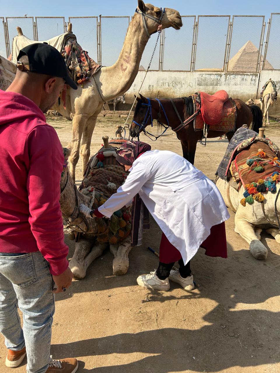 محافظة الجيزة تطلق قوافل بيطرية مجانية لرعاية الخيول والجمال بالمنطقة الأثرية بالأهرامات