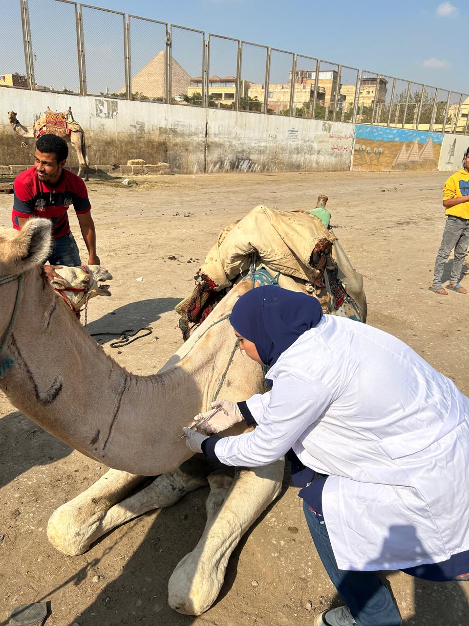 محافظة الجيزة تطلق قوافل بيطرية مجانية لرعاية الخيول والجمال بالمنطقة الأثرية بالأهرامات