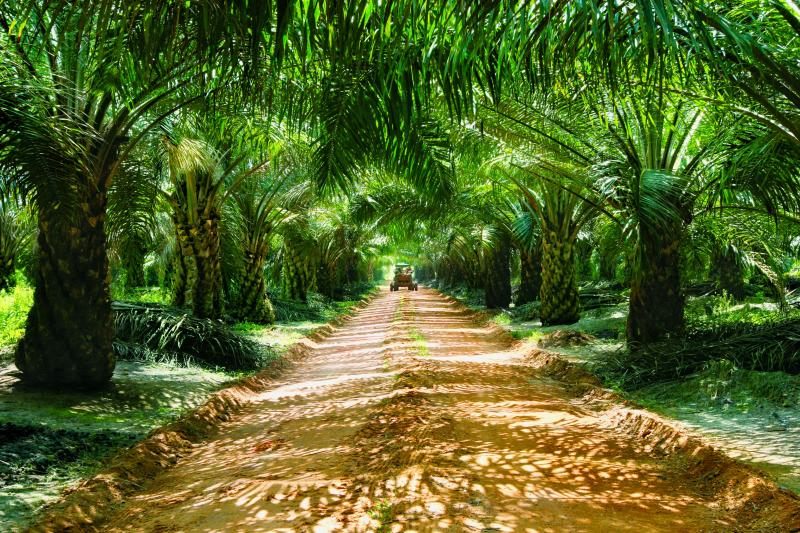 مزارع زيت النخيل في ماليزيا