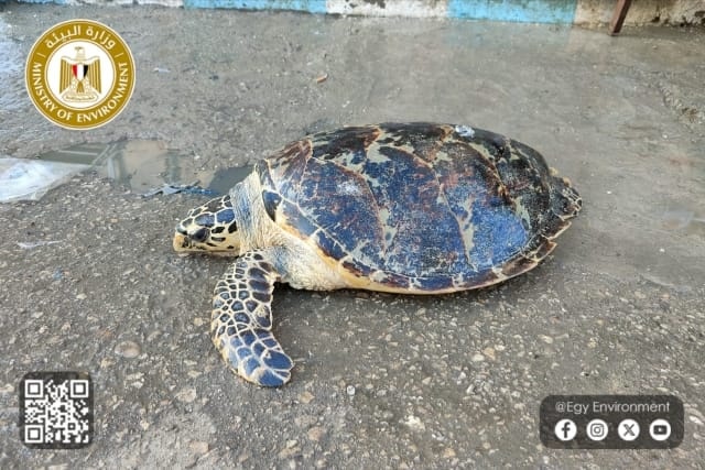 السلحفاة البحرية