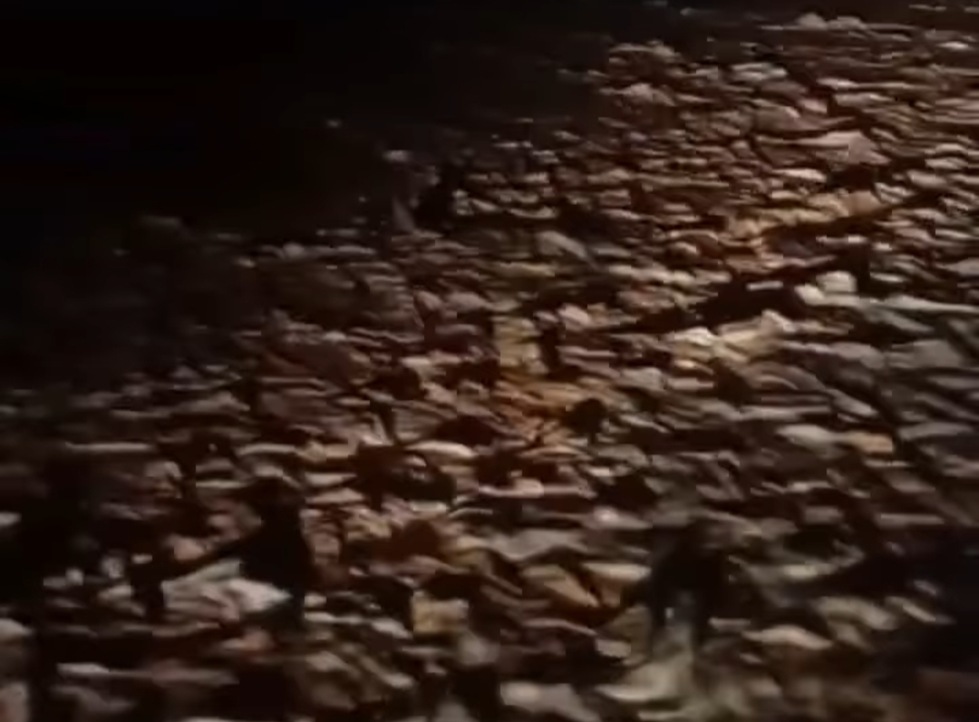 سيول مرسي علم 