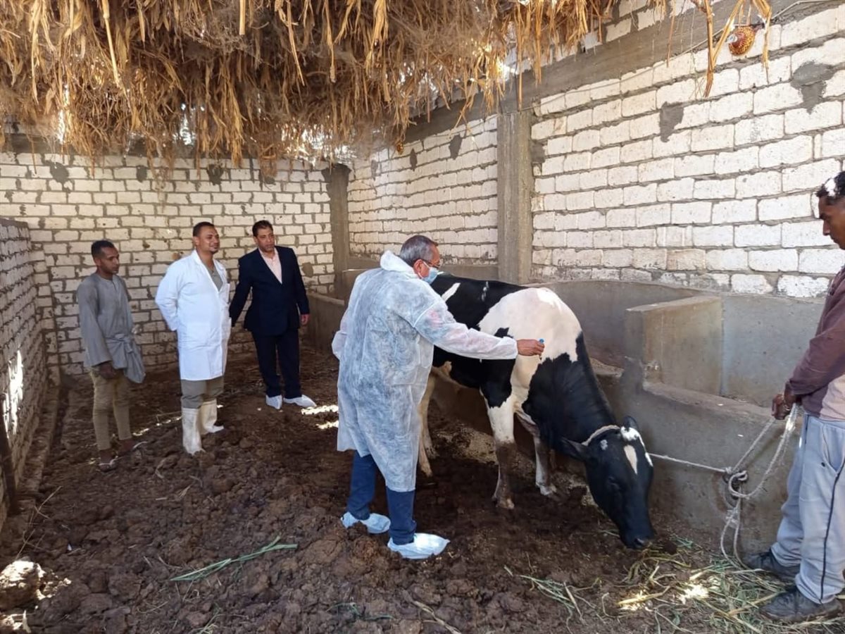 تحصين الحيونات بالأقصر