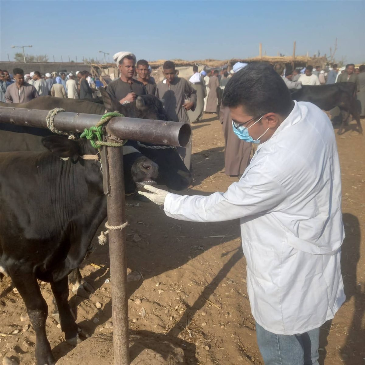 تحصين الحيونات بالأقصر