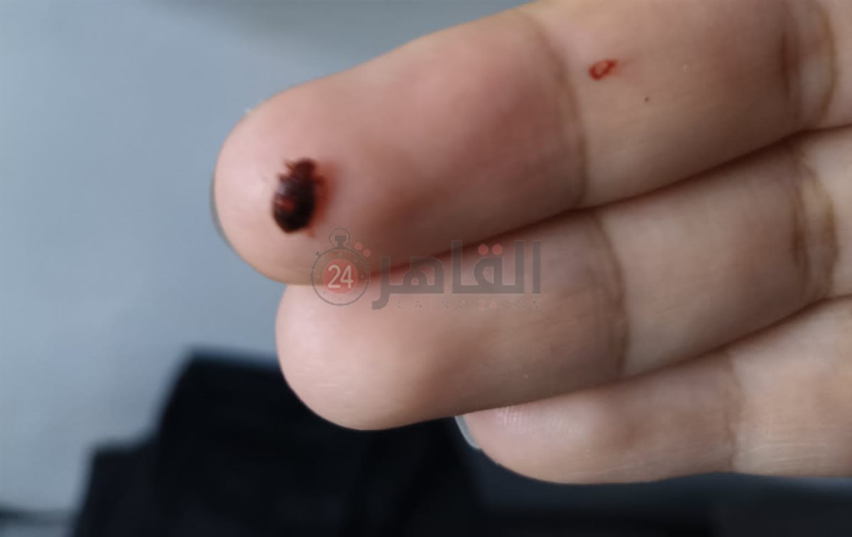 أولياء أمور مدرسة بالقاهرة يستغيثون من انتشار حشرات البق داخل الفصول