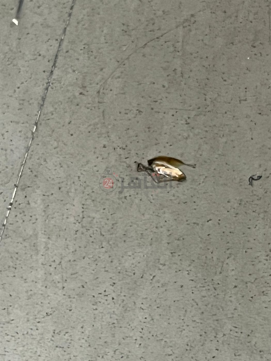 أولياء أمور مدرسة بالقاهرة يستغيثون من انتشار حشرات البق داخل الفصول