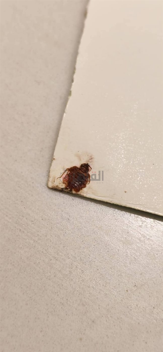 أولياء أمور مدرسة بالقاهرة يستغيثون من انتشار حشرات البق داخل الفصول