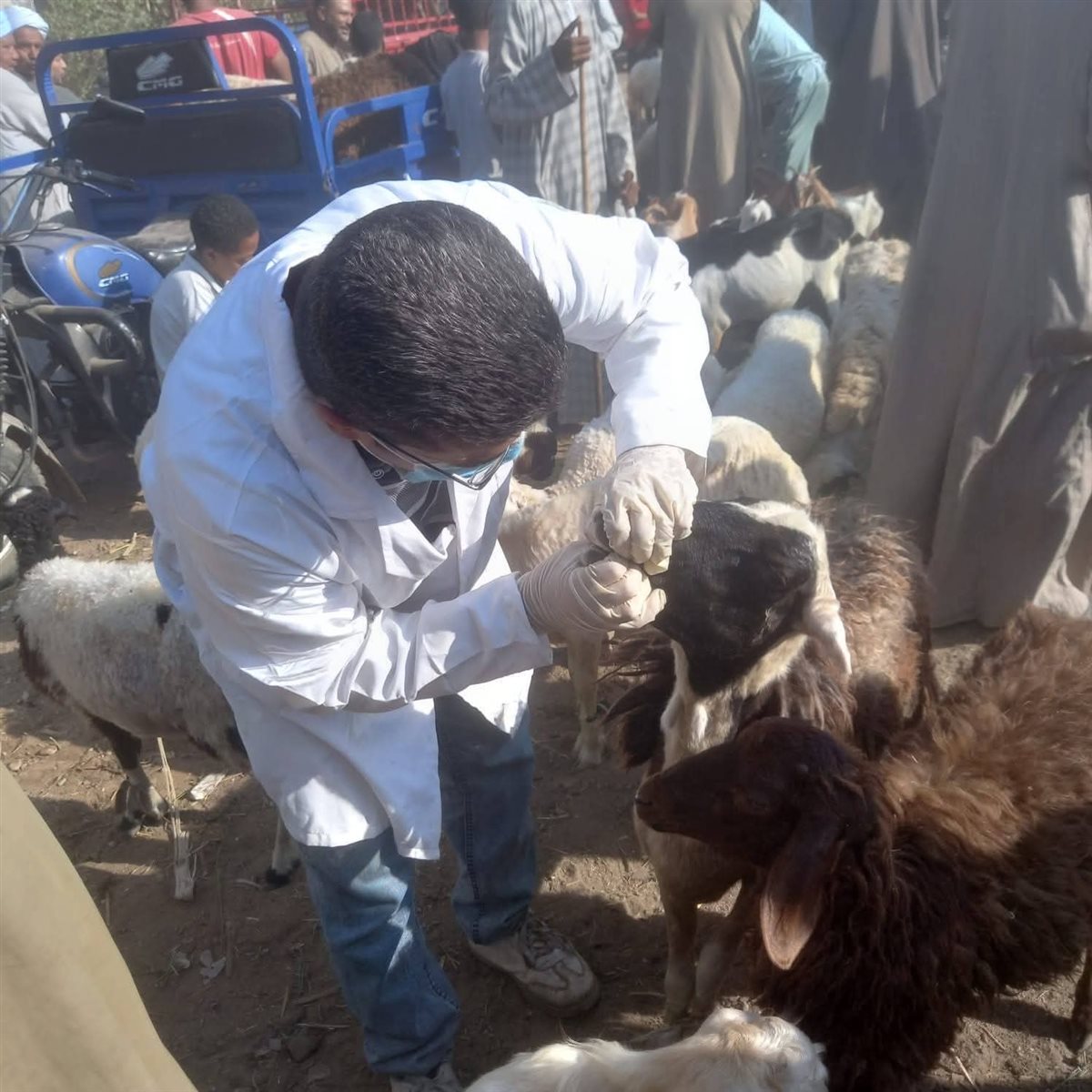 تحصين الحيونات بالأقصر