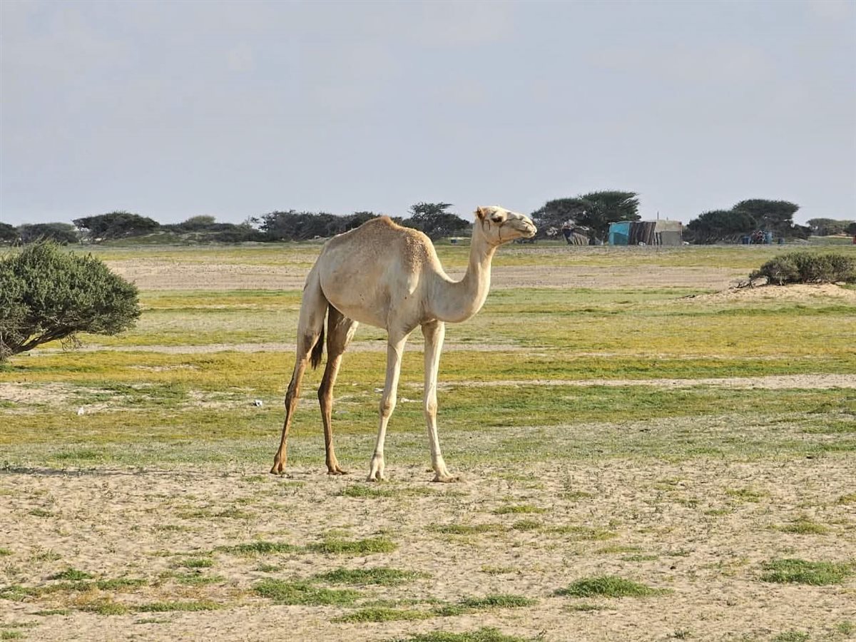 صحراء حلايب وشلاتين تكتسى بالأخضر 