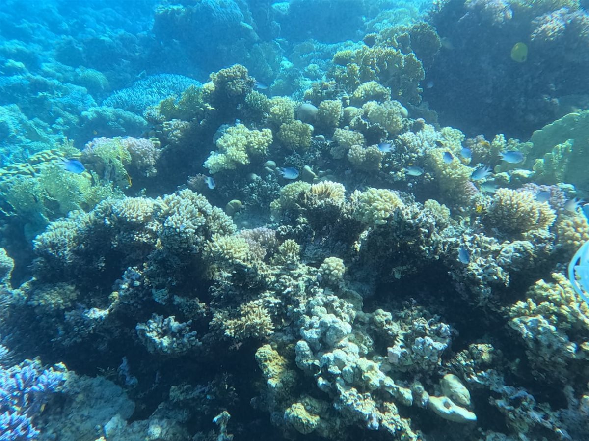 البيئة تعلن الحيد المرجاني العظيم بالبحر الأحمر منطقة محمية طبيعية بحرية