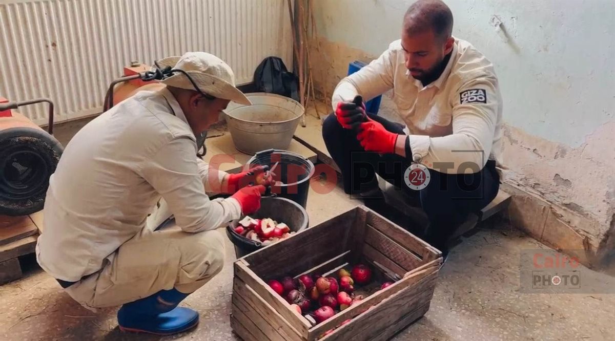 لأول مرة.. تحالف تطوير حديقة الحيوان يدرب العمال على التعامل مع الأفيال في جورجيا قبل قدوم 4 فيلة لمصر