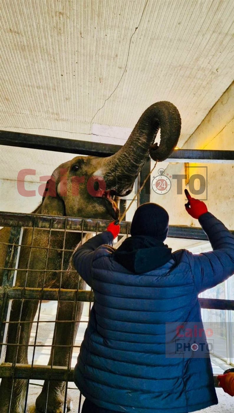 لأول مرة.. تحالف تطوير حديقة الحيوان يدرب العمال على التعامل مع الأفيال في جورجيا قبل قدوم 4 فيلة لمصر