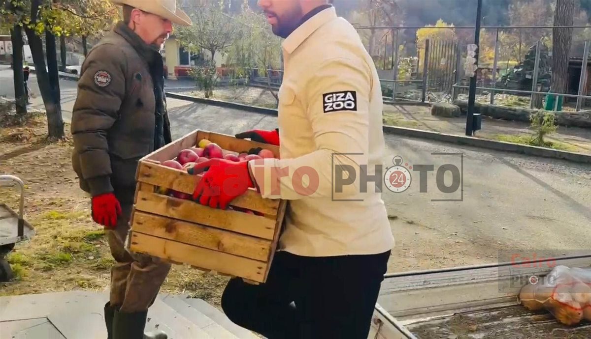 لأول مرة.. تحالف تطوير حديقة الحيوان يدرب العمال على التعامل مع الأفيال في جورجيا قبل قدوم 4 فيلة لمصر