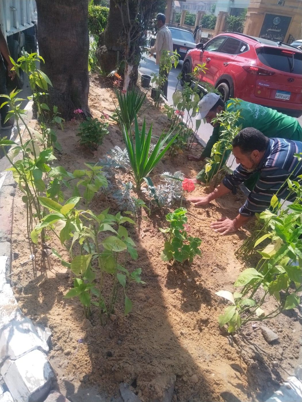  انطلاق المرحلة الرابعة من المبادرة الرئاسية 100 مليون شجرة