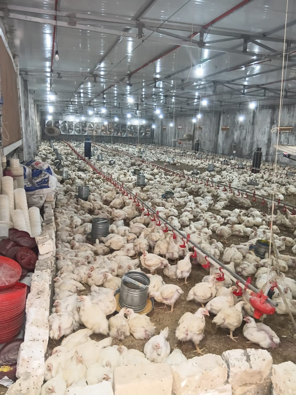 تحصين أكثر من 171 ألف رأس ماشية ضد مرضي الحمى القلاعية وحمى الوادي المتصدع