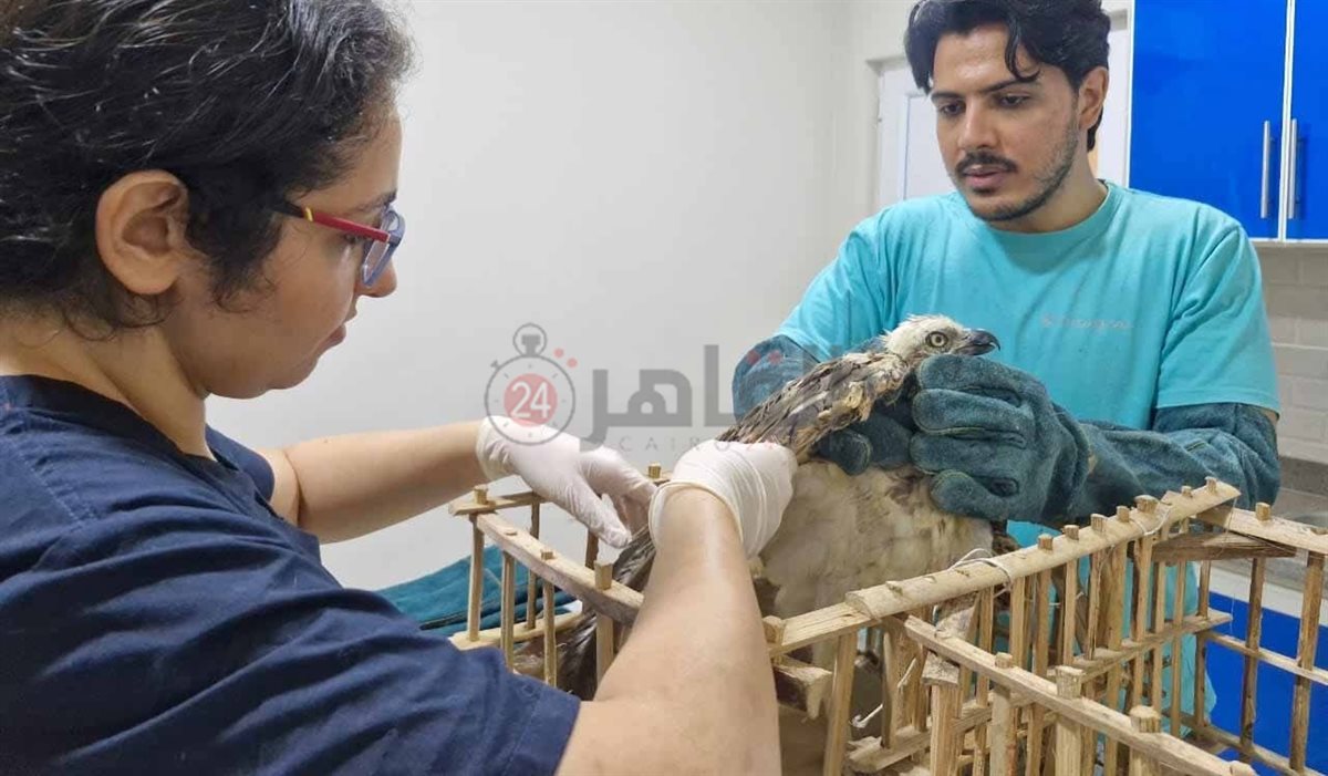 إنقاذ العقاب النساري جنوب البحر الاحمر 