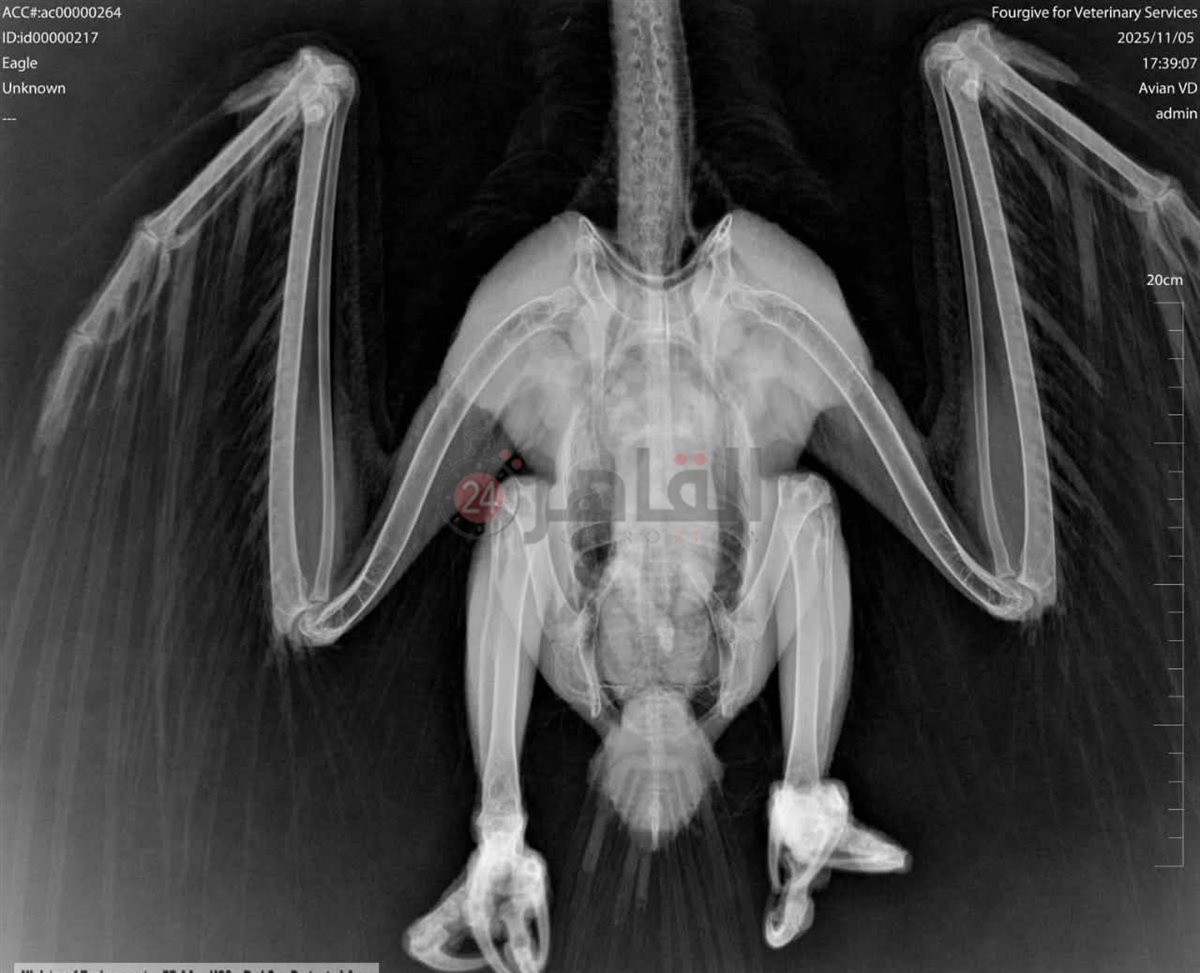 إنقاذ العقاب النساري جنوب البحر الاحمر 