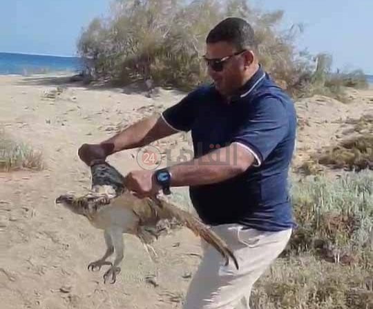 إنقاذ العقاب النساري جنوب البحر الاحمر 