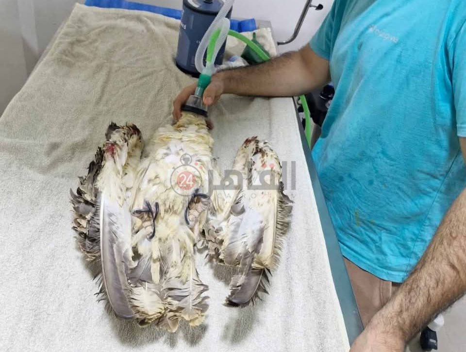 إنقاذ العقاب النساري جنوب البحر الاحمر 