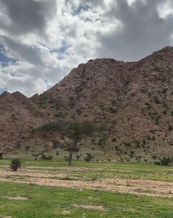 جبل علبة يكتسي بالاخضر 