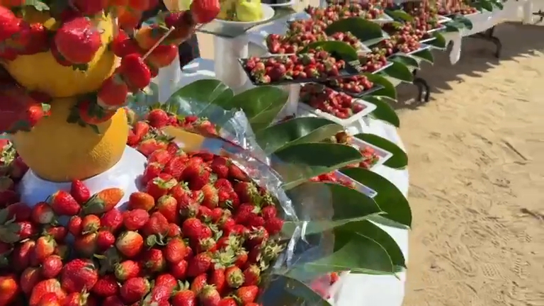 مهرجان الفراولة بفنادق مرسى علم 