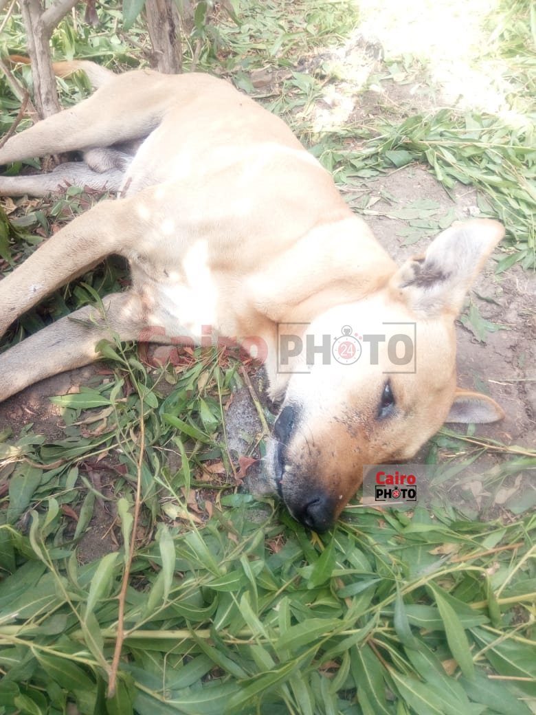 da9b17bf-4532-4422-9d0e-5eed55274863