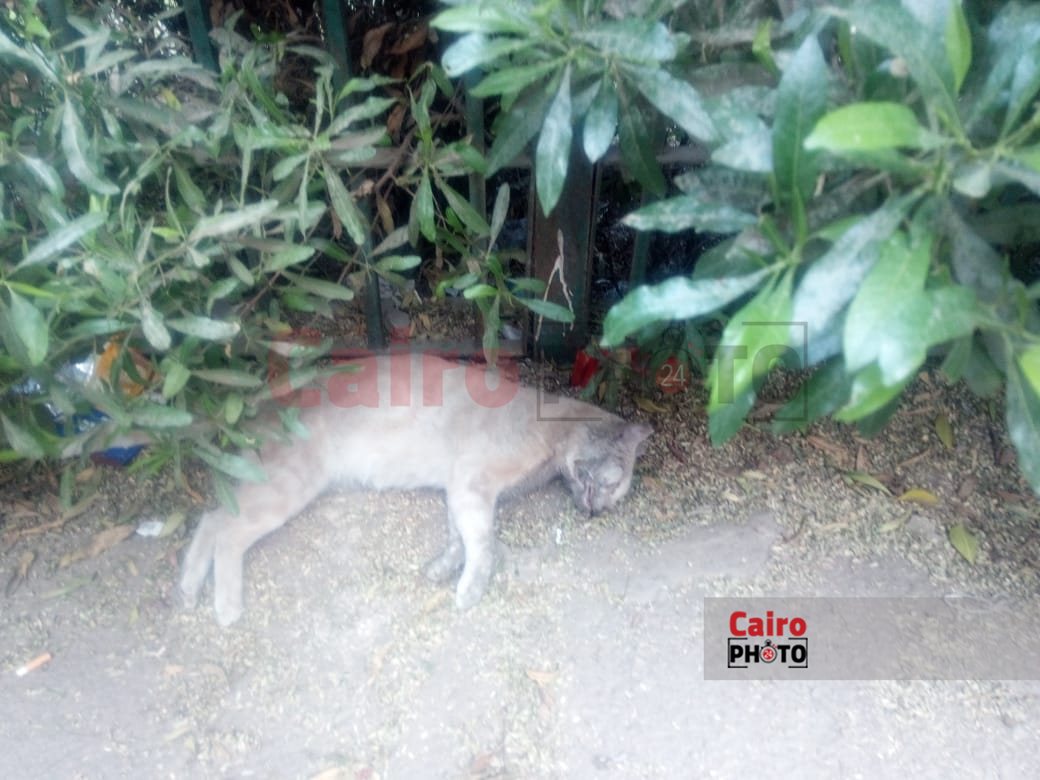 e1fc852f-0358-4989-96a9-e11ce6e1f837