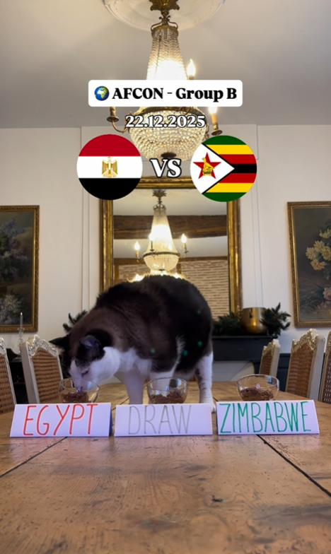 توقع القط &nbsp;نيمبوس بفوز مصر على زيمبابوي