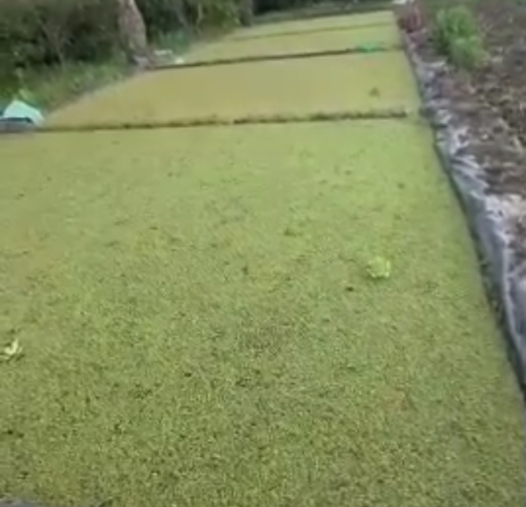 زراعة نبات الأزولا بالبحيرة&nbsp;