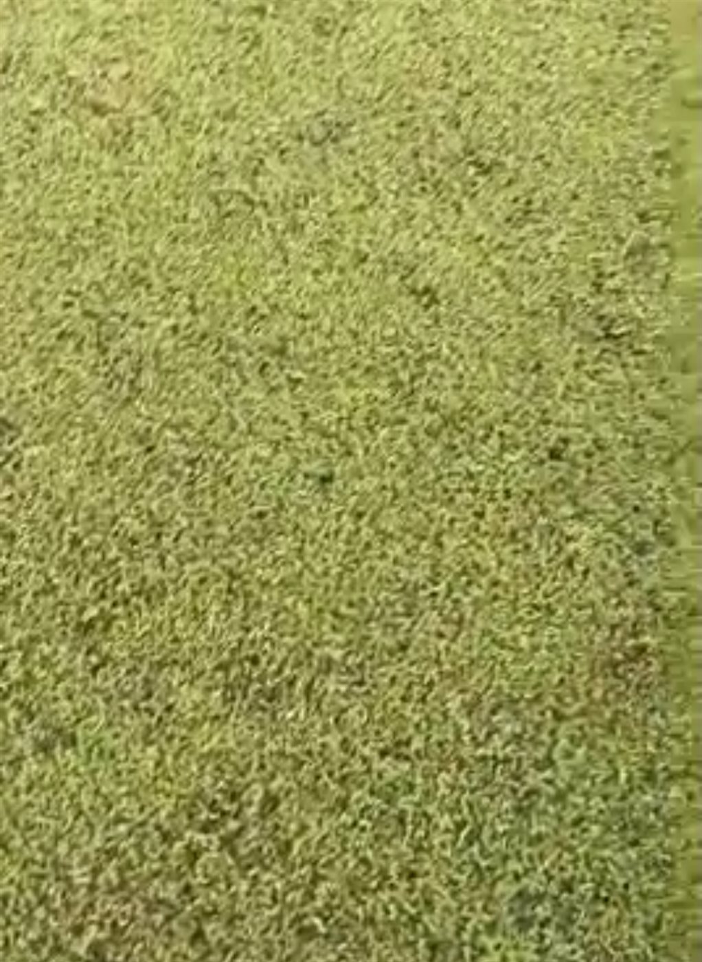 زراعة نبات الأزولا بالبحيرة&nbsp;