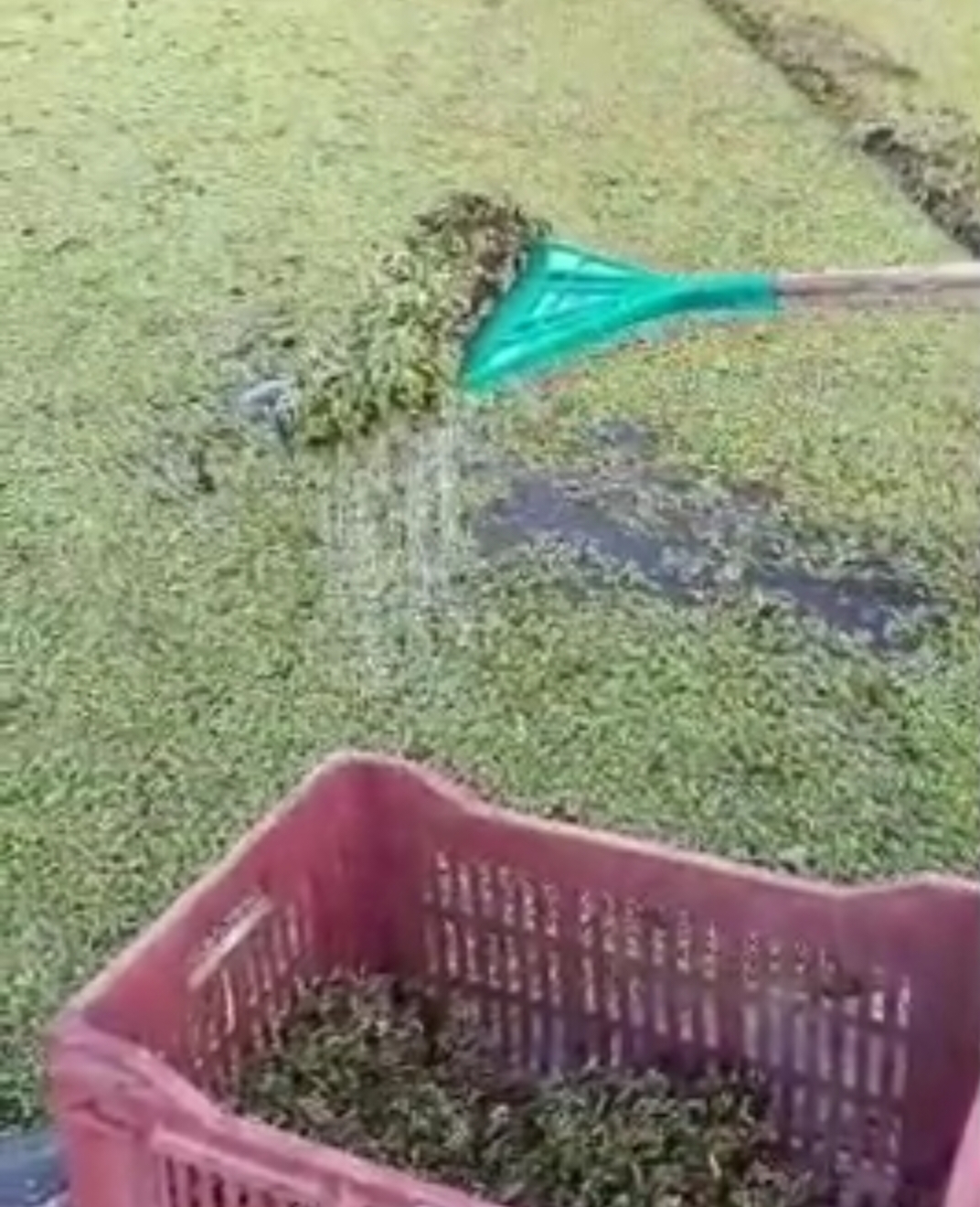 زراعة نبات الأزولا بالبحيرة&nbsp;