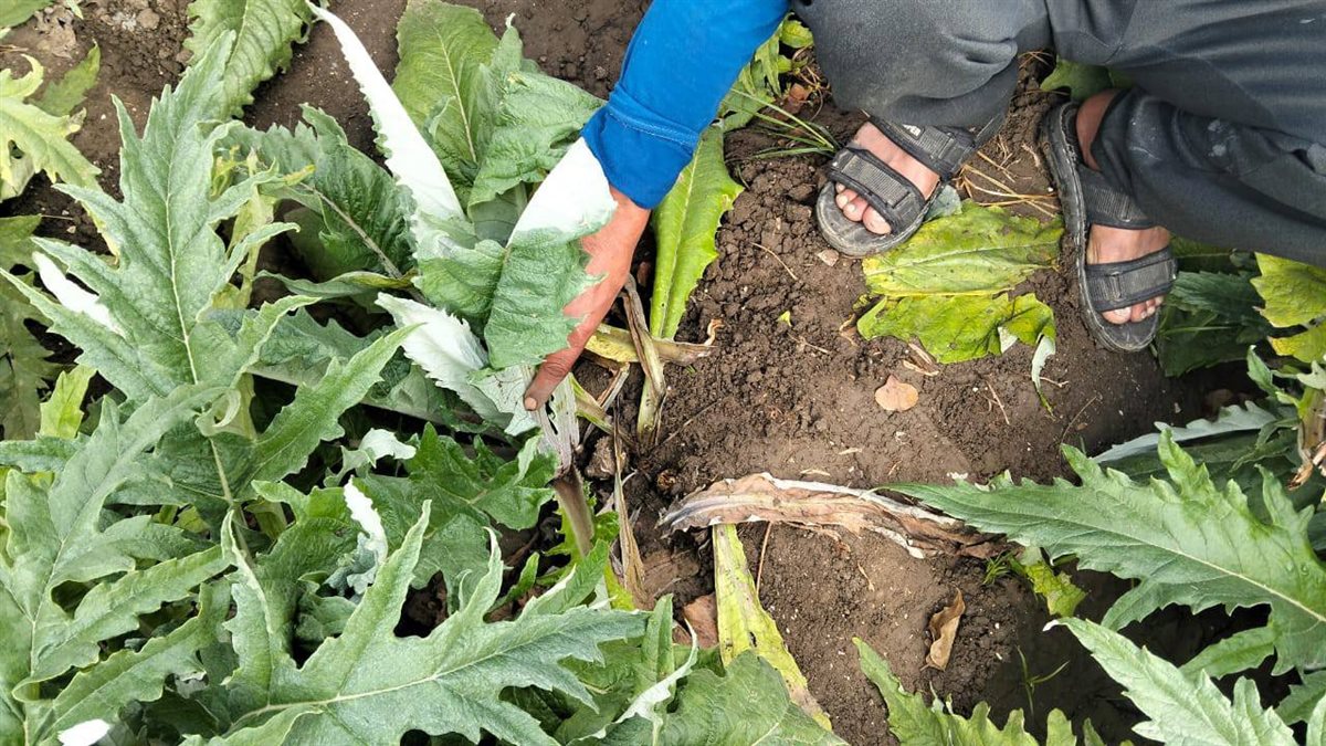 مدارس حقلية للتكيف مع التغيرات المناخية لزيادة انتاجية الخرشوف