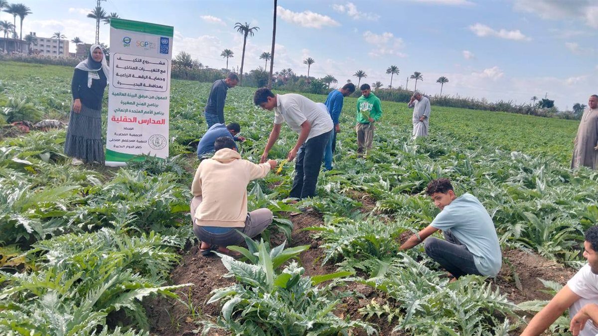 مدارس حقلية للتكيف مع التغيرات المناخية لزيادة انتاجية الخرشوف