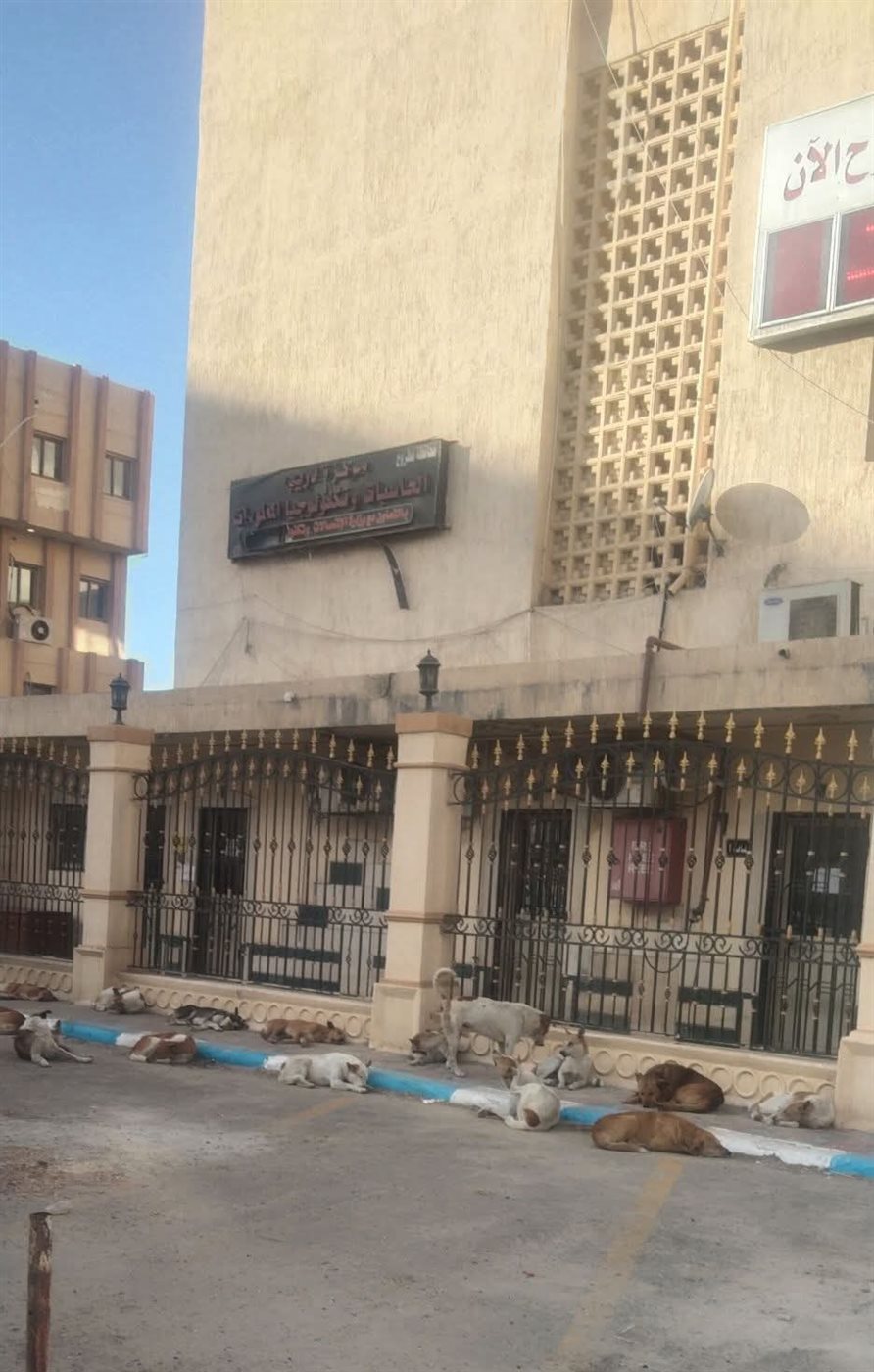انتشار عدد كبير من الكلاب الضالة بمحيط ديوان عام محافظة مطروح يثير استياء المواطنين