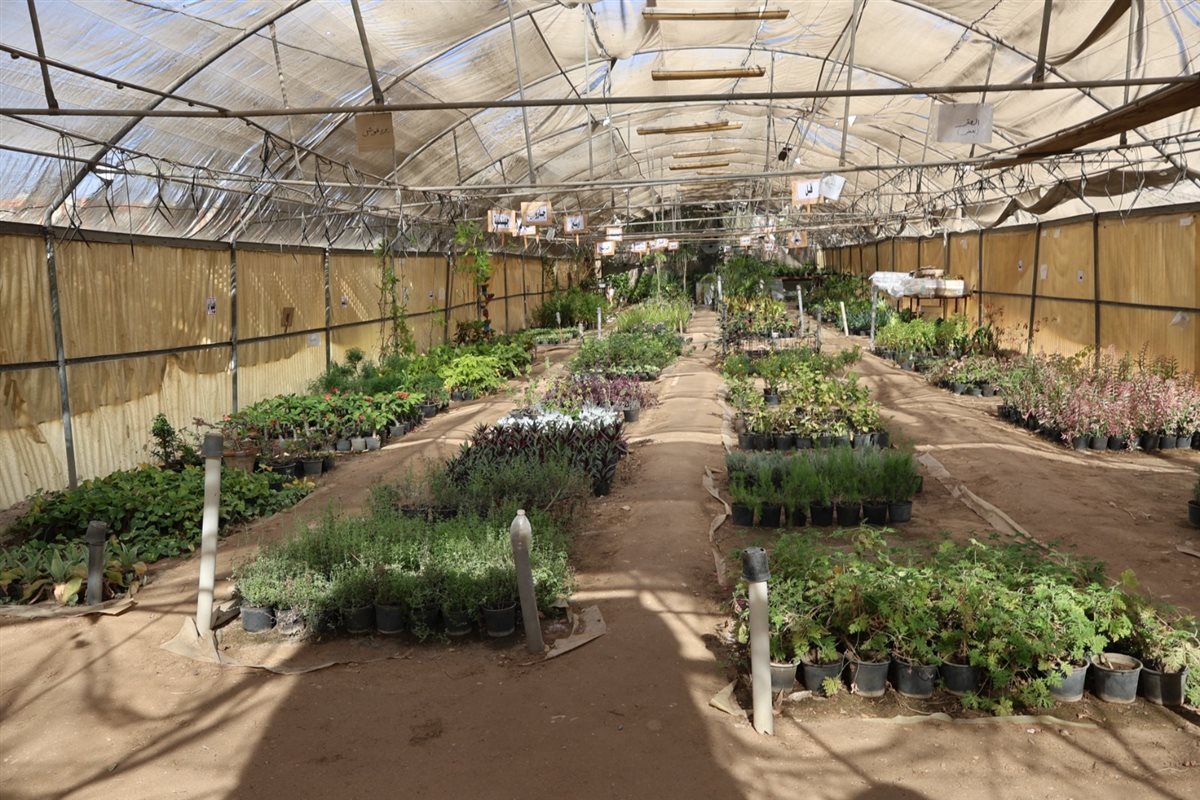 رئيس جامعة قنا يفتتح المجزر الآلي للدواجن ومشتل نباتات الزينة بالجامعة